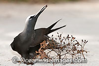 Black Noddy (Anous minutus) caught up in sticky Pisonia tree seed which eventually would kill the bird. Also known as White-capped Noddy. Found throughout Australia, and widespread in the Pacific Ocean. Photo Heron Island, Great Barrier Reef, Australia