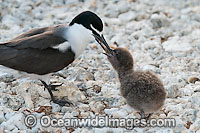 Bridled Tern (Onychoprion anaethetus, formerly Sterna anaethetus) parent bird feeding chick. Found tropical & sub-tropical seas of north-western and north-eastern Australia, often great distances from land. One Tree Island, Great Barrier Reef, Australia