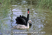 Black Swan (Cygnus atratus) with sygnet. New South Wales, Australia