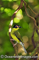 Fig Bird (Sphecotheres viridis). North-Eastern Australia