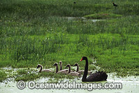 Black Swan (Cygnus atratus) with chicks. New South Wales, Australia