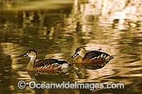 Wandering Whistling-duck (Dendrocygna arcuata). Wetlands and Tidal Creeks of Northern Australia