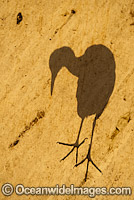 Shadow of a Pied Heron (Ardea picata) on a canvas rooftop. Port Douglas, Queensland, Australia
