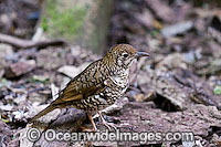 Bassian Thrush (Zoothera lunilata). Found in rainforests, eucalypt forests and woodlands of South-eastern Qld, NSW, Vic and Tas, Australia. Photo taken at Lamington World Heritage National Park, Queensland, Australia.