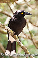 Pied Currawong (Strepera graculina). Found in a variety of habitat ranging from woodlands, rainforests, scrublands to farmlands and gardens throughout eastern Australia. Photo taken Lamington World Heritage National Park, Queensland, Australia.