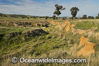 Large eroded gullies on farmland, created by rain water flow on land that has been cleared of trees and cultivated, near Holbrook, New South Wales, Australia.