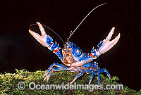 Lamington Spiny Lobster (Euastacus sulcatus) - endemic to Lamington Plateau. Also known as Freshwater Crayfish and Spiny Cray. Lamington World Heritage National Park, Queensland, Australia