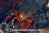 Freshwater Crayfish (Euastacus sp.). Also known as Spiny Cray. Never Never River, Bellingin, New South Wales, Australia.
