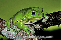 Green Tree Frog (Litoria caerulea). Eastern Australia