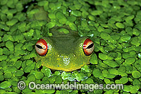 Red-eyed Tree Frog (Litoria chloris) in duck weed. Eastern Australia