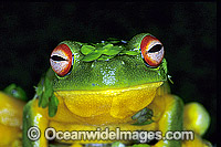 Australian Frog Photos