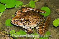 Giant Barred Frog (Mixophyes iteratus). Also known as Southern Barred Frog. Found in rainforests of south-eastern Queensland and northern New South wales, Australia. Status: Rare and Endangered on IUCN Red List