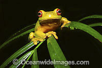 Red-eyed Tree Frog (Litoria chloris) - on a palm frond. Found throughout eastern Australia, north of mid New South Wales.