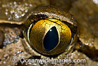 Giant Barred Frog (Mixophyes iteratus), showing close detail of eye. Also known as Southern Barred Frog and Great Barred Frog. Found in rainforests of south-eastern Queensland and Nth New South wales, Australia. This rare frog is classified Endangered.