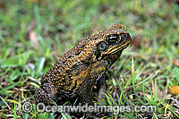 Cane Toad (Bufo marinus). Also known as Marine Toad. Queensland, Australia. Introduced to Australia in 1935 to combat Sugar Cane Beetles. Now a major pest species.