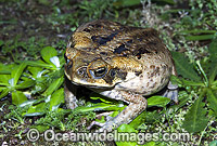 Cane Toad (Bufo marinus) - poised and inflated in defence. Also known as Marine Toad. Queensland, Australia. Introduced to Australia in 1935 to combat Sugar Cane Beetles. Now a major pest species.