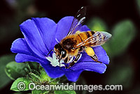 Honey Bee (Apis Mellifera) collecting pollen and nectar from a Blue-eye flower. New South Wales, Australia