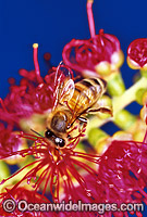 Honey Bee (Apis Mellifera) collecting pollen and nectar from a Bottlebrush flower. New South Wales, Australia