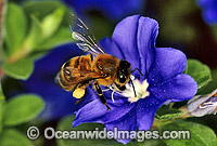 Honey Bee (Apis Mellifera) collecting pollen and nectar from a Blue-eye flower. New South Wales, Australia