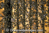 Worker Honey Bees (Apis mellifera) storing pollen and nectar in racks of a hive. New South Wales, Australia