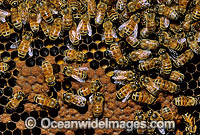 Worker Honey Bees (Apis mellifera) storing honey into hive honeycomb. New South Wales, Australia