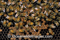 Worker Honey Bees (Apis mellifera) storing honey into hive honeycomb. New South Wales, Australia