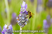 Honey Bee (Apis Mellifera), collecting pollen and nectar from a Lavender flower. Photo was taken in Coffs Harbour, New South Wales, Australia.
