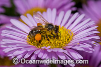 Honey Bee (Apis Mellifera), collecting pollen from a Daisy Flower. Clearly seen is the pollen basket or corbicula as part of the tibia on the hind legs sacks. Tasmania, Australia.