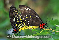 Cairns Birdwing Butterflies (Ornithoptera priamus) - male and female mating. Cairns, North Queensland, Australia