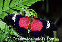 Red Lacewing Butterfly (Cethosia biblis). New South Wales, Australia