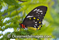 Cairns Birdwing Butterfly (Ornithoptera priamus) - female. Cairns, North Queensland, Australia