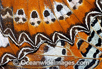 Orange Lacewing Butterfly (Cethosia penthesilea) - detail of wing. Northern Northern Territory, Australia