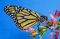 Wanderer Butterfly (Danaus plexippus). Also known as Monarch Butterfly. Eastern Australia