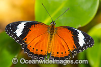 Orange Lacewing Butterfly (Cethosia penthesilea). Found in the northern parts of Northern Territory, Australia.