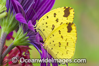 Large Grass-yellow Butterfly (Eurema hecabe). Also known as Common Grass-yellow Butterfly. Found in Asia and Africa, also in the northern parts of Australia.