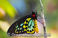 Cairns Birdwing Butterfly (Ornithoptera priamus), male. Also known as Common Green Birdwing, Cape York Birdwing, Priam's Birdwing and Northern Birdwing. Found in central and south Moluccas, New Guinea, Solomon Islands, and northeast Australia.