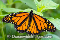 Wanderer Butterfly (Danaus plexippus). Also known as Monarch Butterfly. Found throughout Eastern Australia and several countries throughout the world.