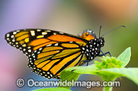 Wanderer Butterfly (Danaus plexippus), feeding on flower nectar. Also known as Monarch Butterfly. Found throughout Eastern Australia and several countries throughout the world.