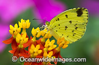 Large Grass-yellow Butterfly (Eurema hecabe), feeding on flower nectar. Also known as Common Grass-yellow Butterfly. Found in the northern parts of Australia, also Asia and Africa.