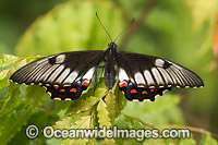 Orchard Swallowtail Butterfly (Papilio aegeus). Also known as Large Citrus Butterfly and Orchard Butterfly. Eastern Australia.
