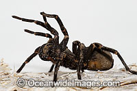 Burrowing Spider (Xamiatus kia), female. A member of the Nemesiidae family. Similar in appearance to Funnel-web Spider. Very little is known of this spider's natural history, including venom toxicity. Photo taken Coffs Harbour, New South Wales, Australia