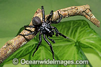 Port Macquarie Funnel-web Spider (Hadronyche macquariensis), male. A close relative to the Sydney Funnel-web Spider, of which is equally as dangerous to humans. Photo was taken at Coffs Harbour, New South Wales, Australia.