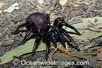 Sydney Funnel-web Spider (Atrax robustus) - female. One of the most venomous and deadly spiders in the world. Sydney, New South Wales, Australia