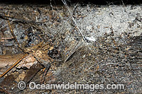Web retreat entrance of a Funnel-web Spider. Coffs Harbour, New South Wales, Australia