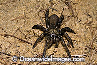 Trapdoor Spider (Misgolas sp.) - male. Trapdoor Spiders are often mistaken for Funnel-web Spiders as they look very similar in appearance, however, unlike Funnel-web Spiders, Trapdoor Spider are not dangerous. Coffs Harbour, New South Wales, Australia
