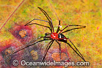 Garden Spider. Photo taken at Lamington World Heritage National Park, Queensland, Australia