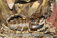 Flinders Rangers Rock Scorpion (Urodacus elongatus). Found only at the Flinders Rangers, South Australia, Australia. Also known as Desert Scorpion