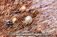 Brown Dog Tick (Rhipicephalus sanguineus) - attached to a dog in northern Australia. Has been recorded in practically all countries between the latitudes 50 degrees North and 35 degrees South. Introduced to Australia