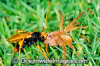 Mud Wasp (Possibly: Abispa ephippium ) - with a captured Garden Spider. These wasps build nests made of mud or clay and provide live, paralysed prey for their larvae to feed on. Coffs Harbour, New South Wales, Australia