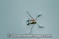 Water Strider, showing impact of leg tension on pond surface. Water Striders belong to the insect Family: Gerridae, and are also known as Water Skimmers, Pond Skaters and Water Spiders. Photo taken in Bali, Indonesia. Within the Coral Triangle.